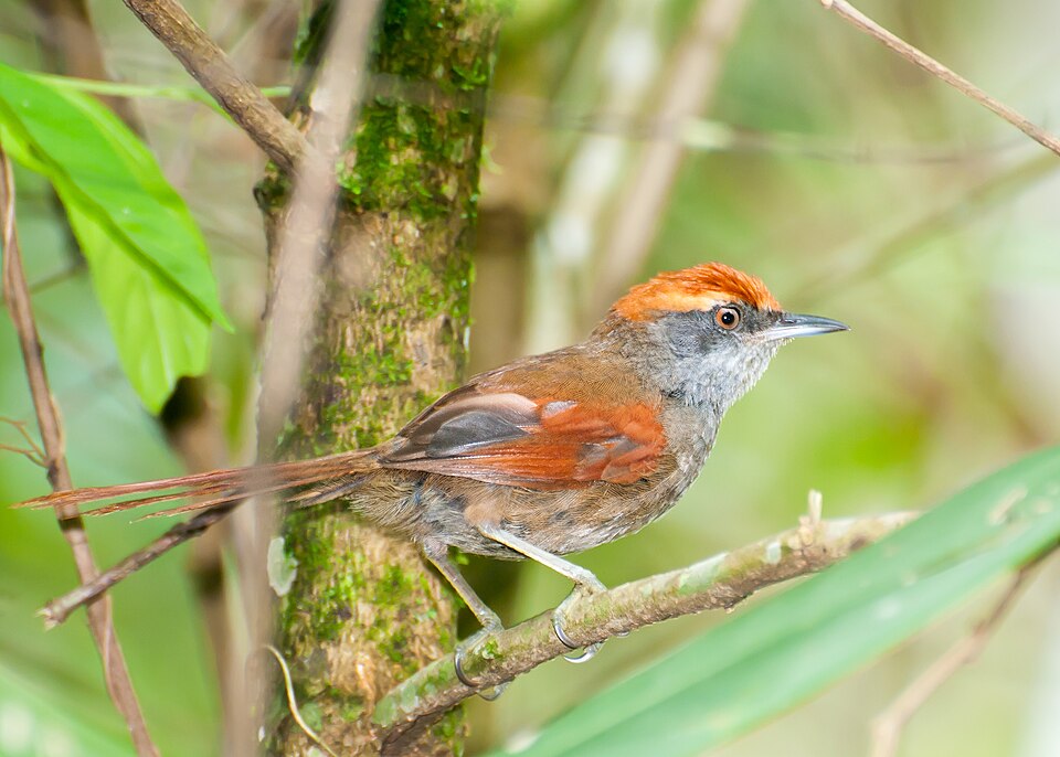 Rufous-capped Spinetail