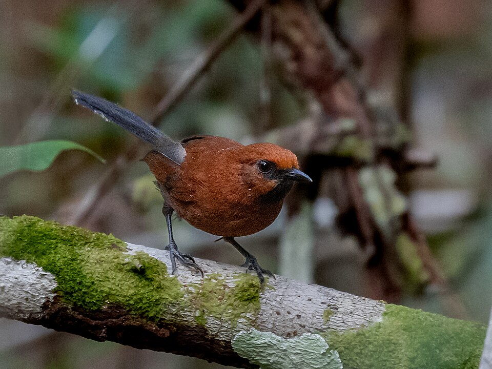 Ruddy Spinetail