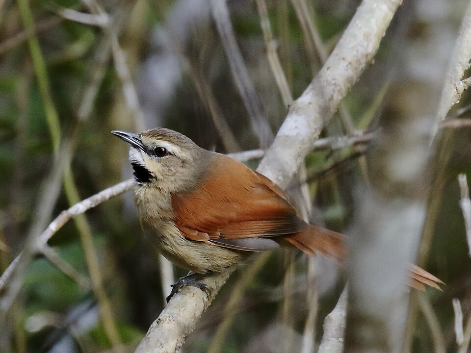 Ochre-cheeked Spinetail