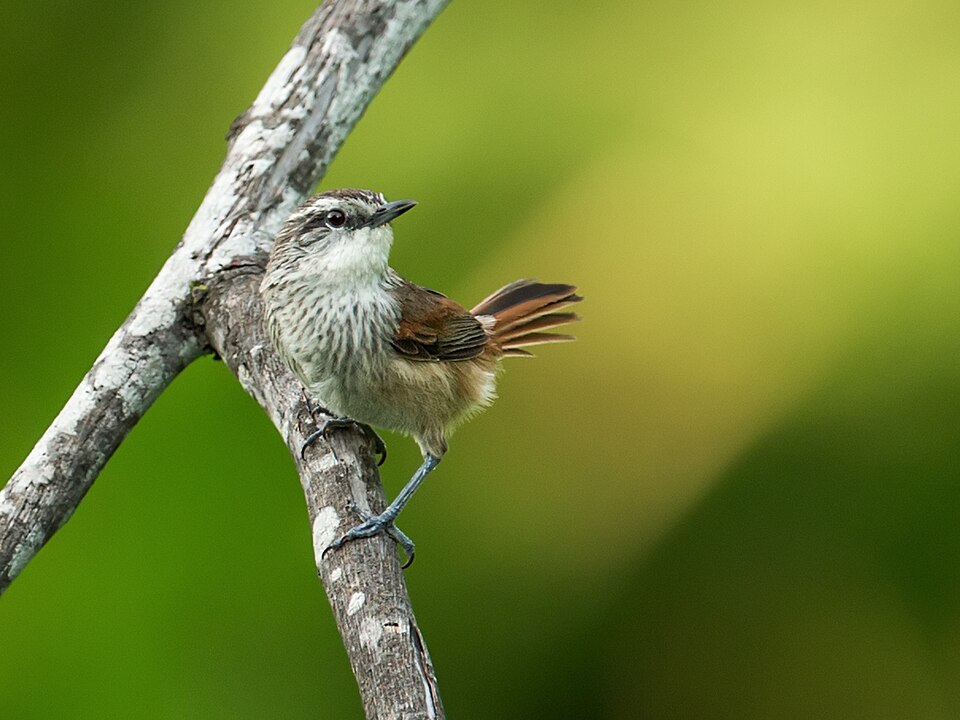 Necklaced Spinetail