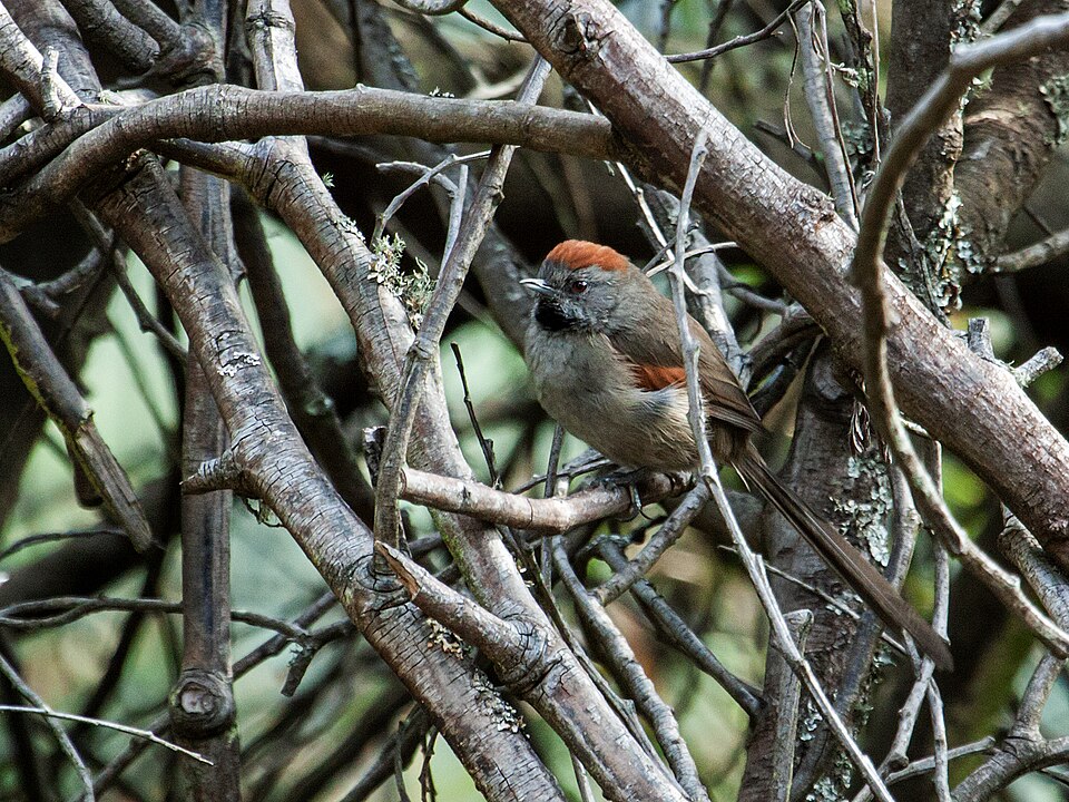 Silvery-throated Spinetail