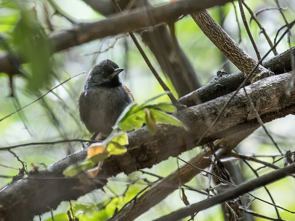 Blackish-headed Spinetail