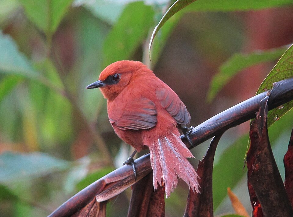 Rufous Spinetail