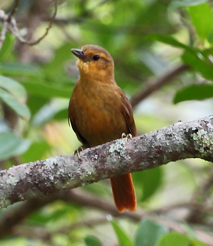 Planalto Foliage-gleaner