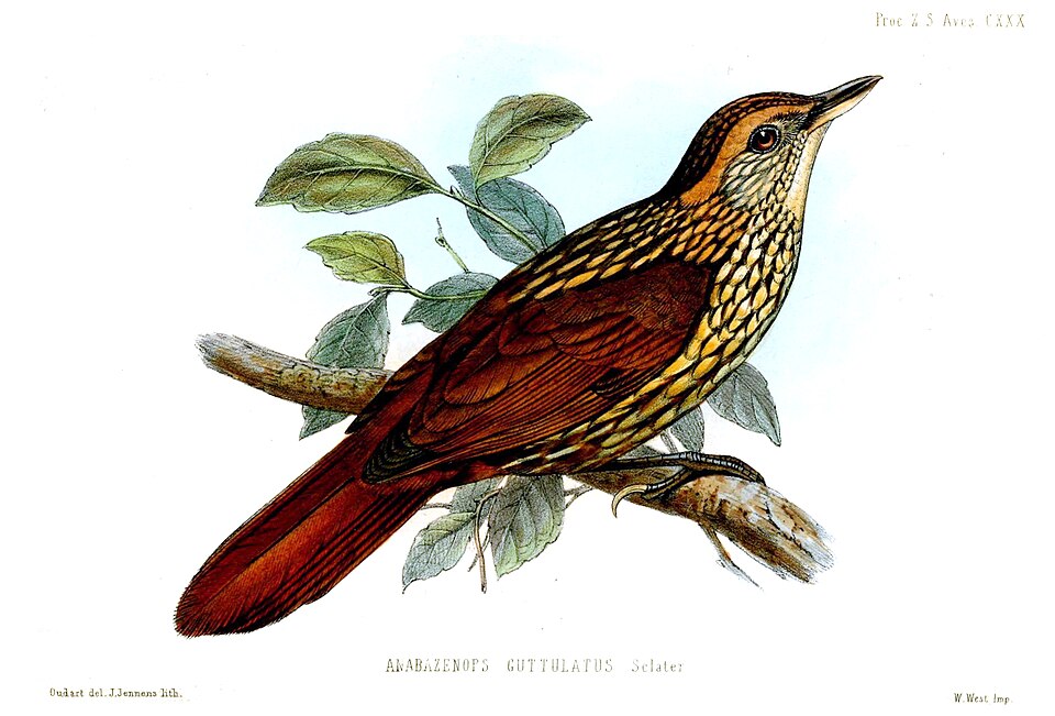 Guttulate Foliage-gleaner