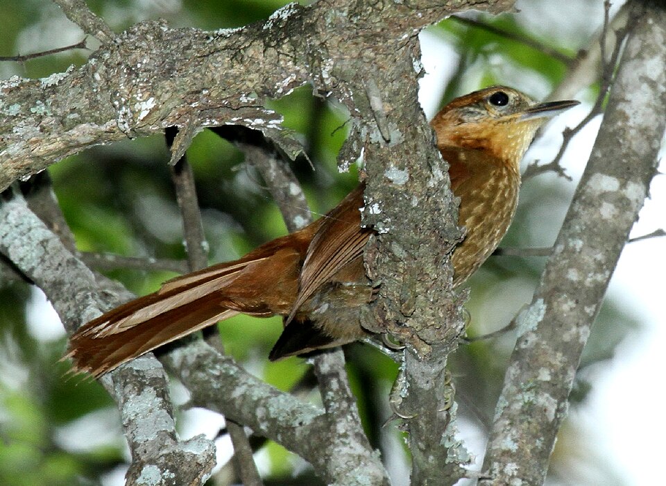 Rufous-necked Foliage-gleaner