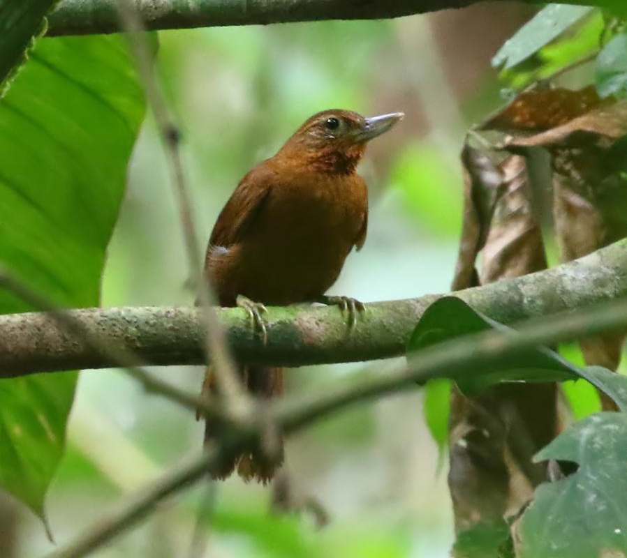 Peruvian Recurvebill