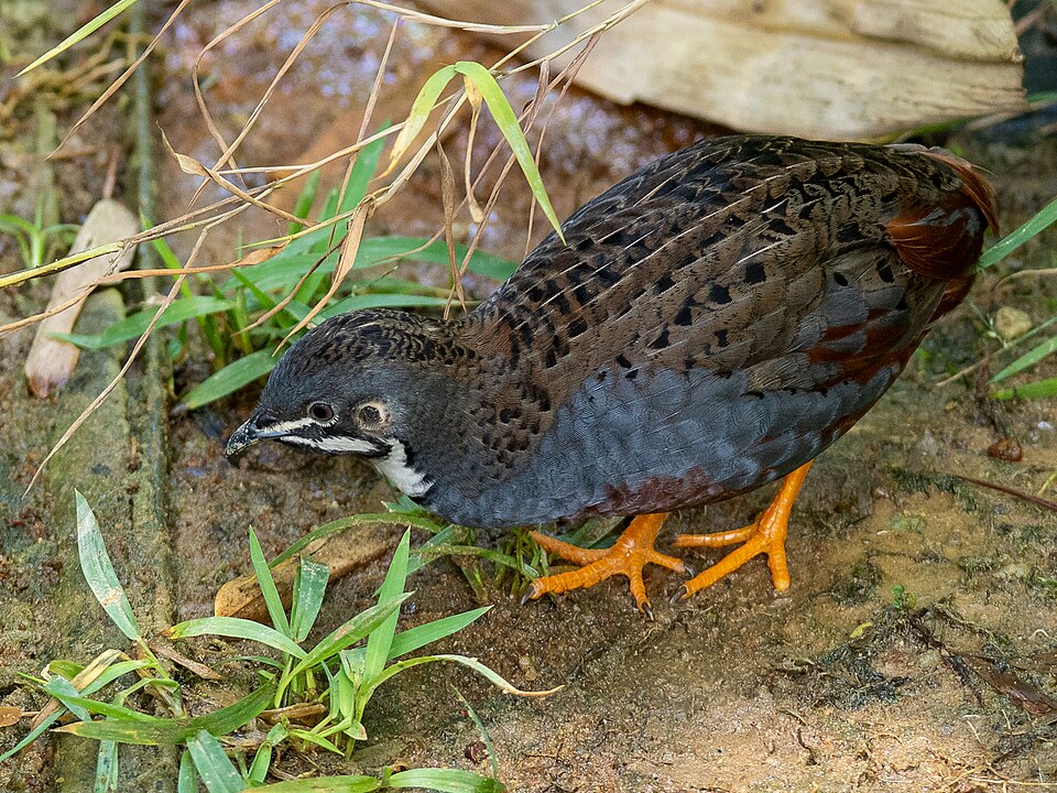 King Quail
