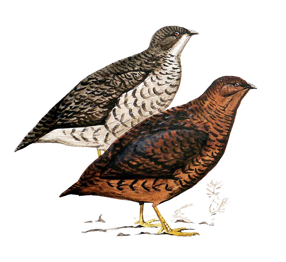 Snow Mountain Quail