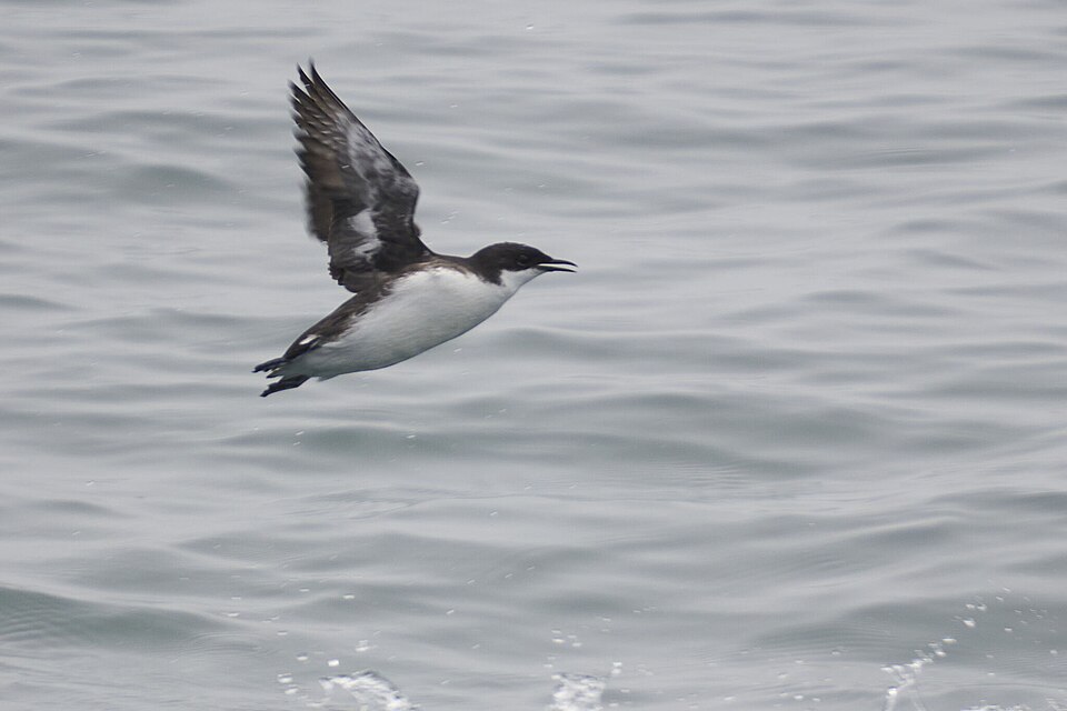 Craveri's Murrelet