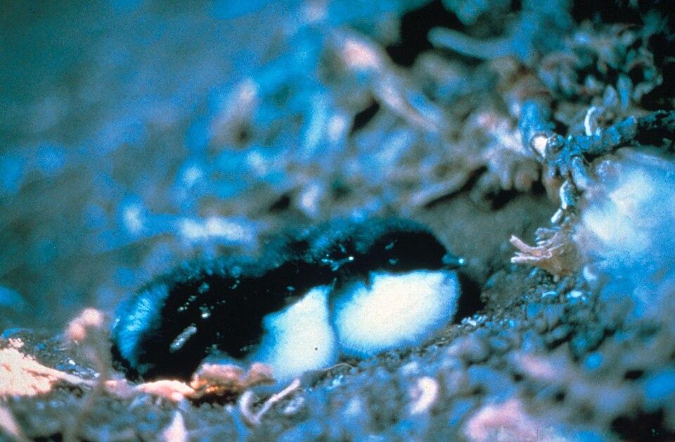 Scripps's Murrelet