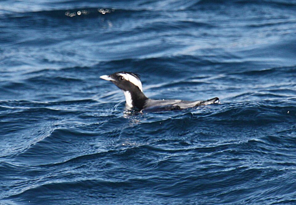 Japanese Murrelet
