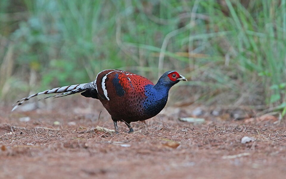 Mrs. Hume's Pheasant