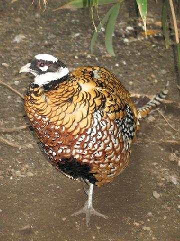 Reeves's Pheasant