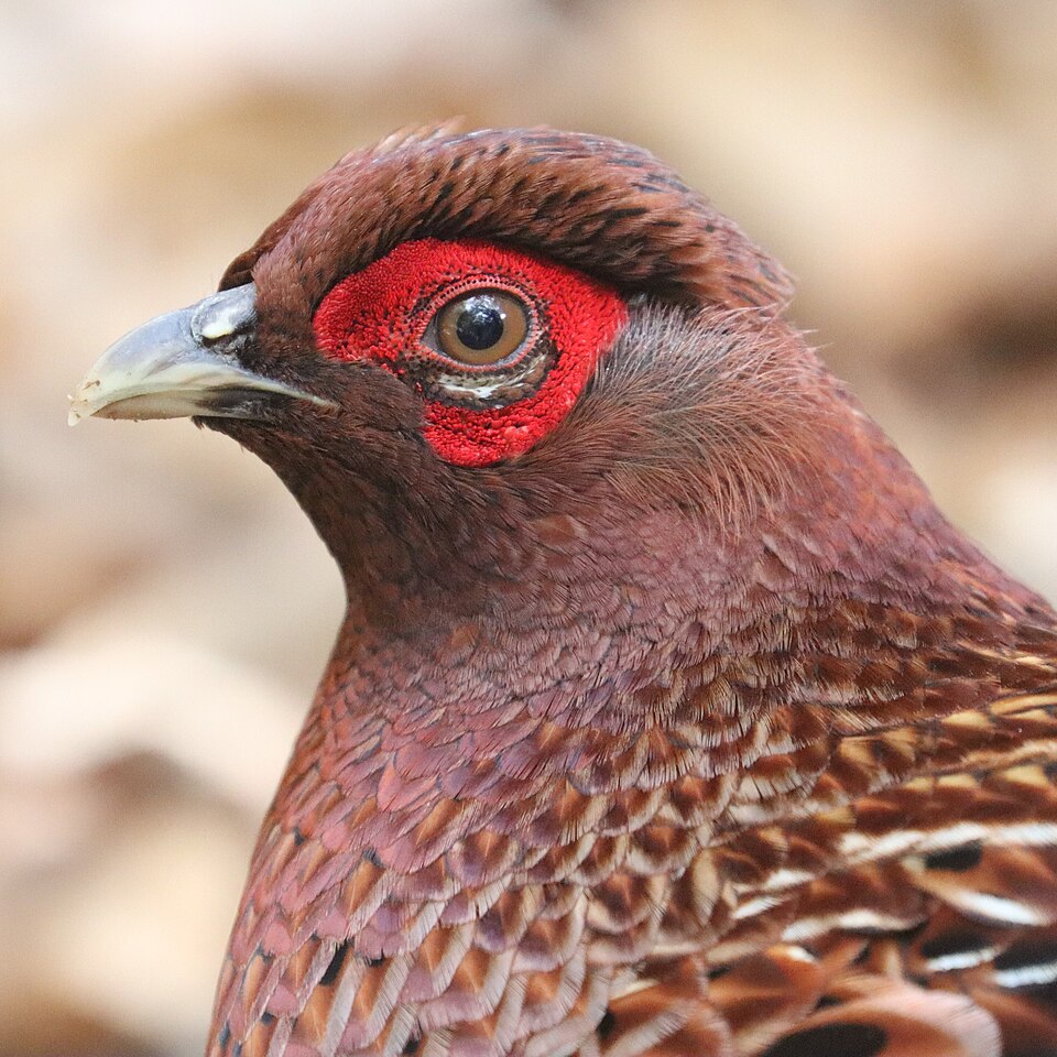 Copper Pheasant