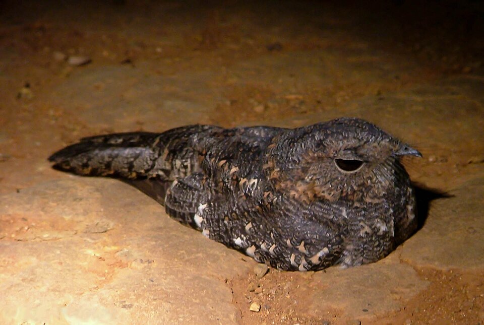 Tschudi's Nightjar