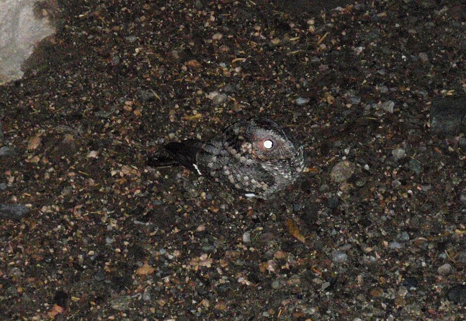 Band-winged Nightjar