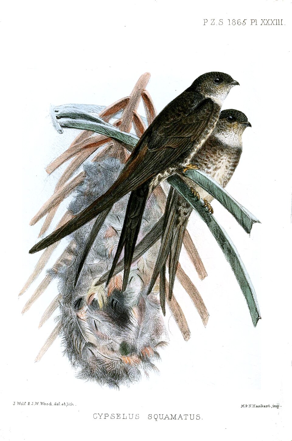Neotropical Palm Swift