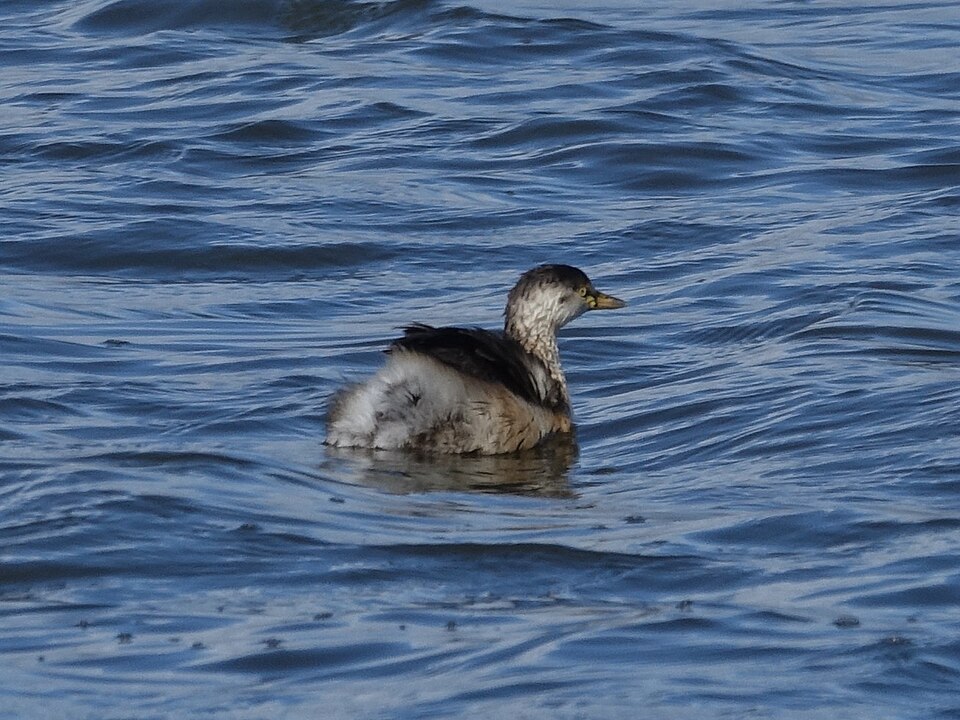 Australasian Grebe