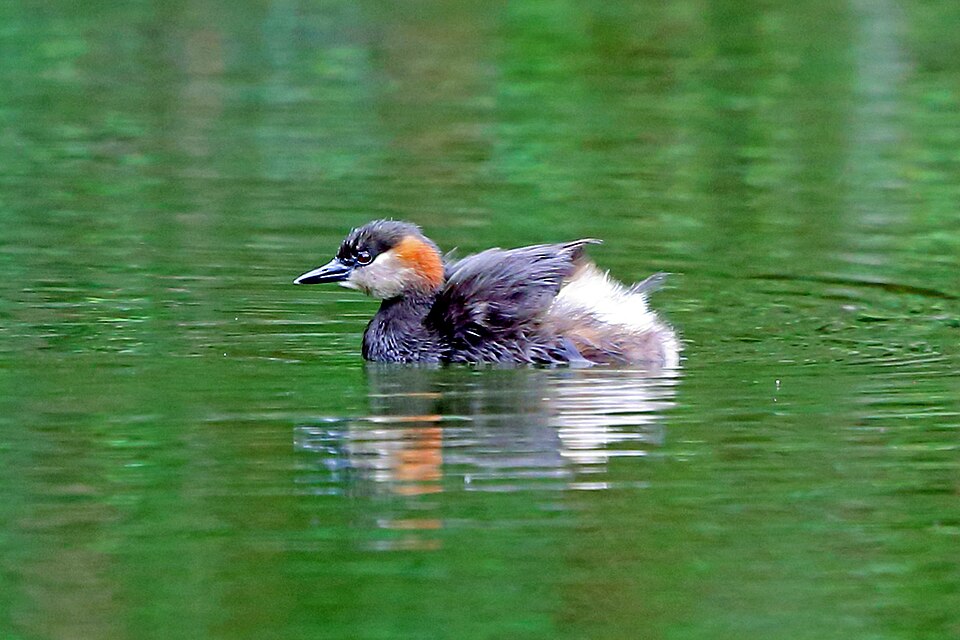 Madagascar Grebe
