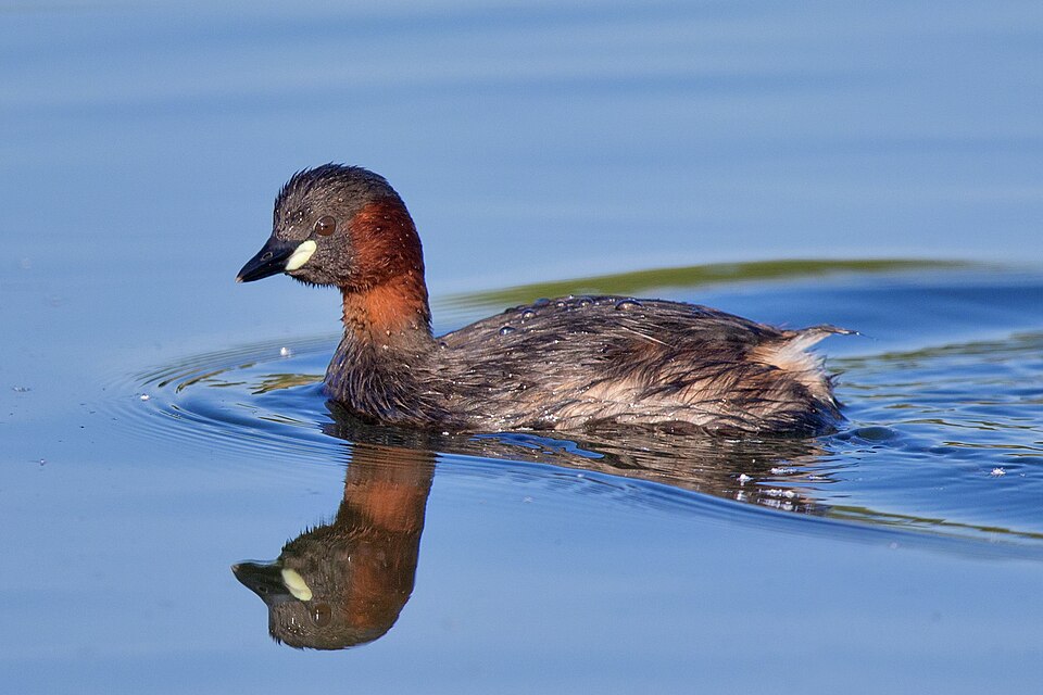Tricolored Grebe