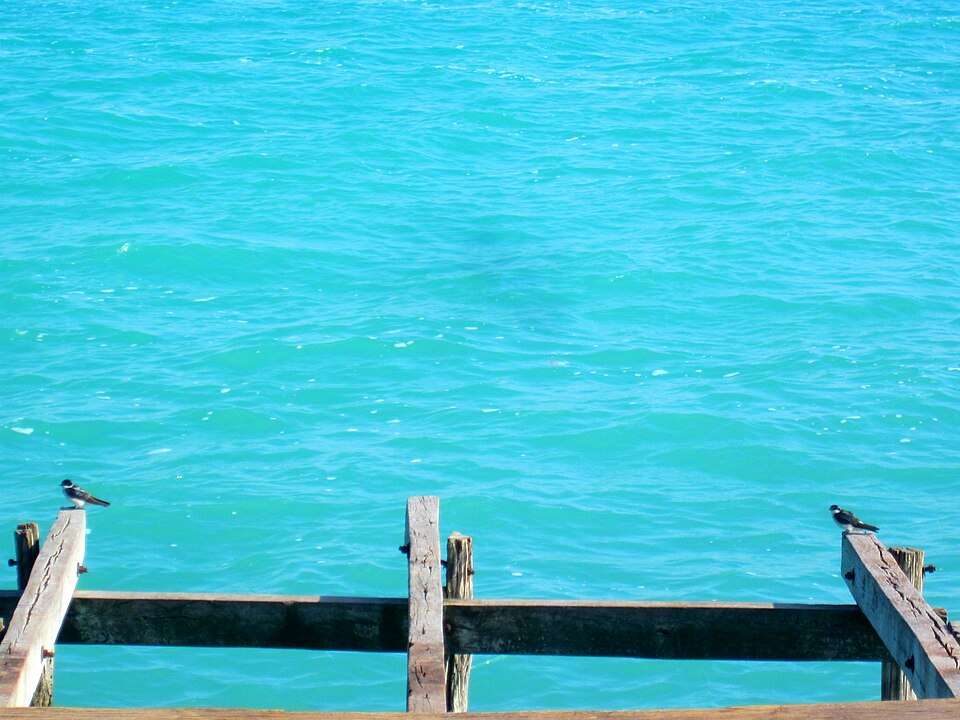 Mangrove Swallow
