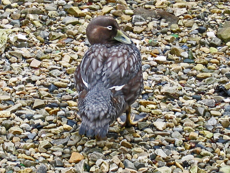 Falkland Steamer Duck
