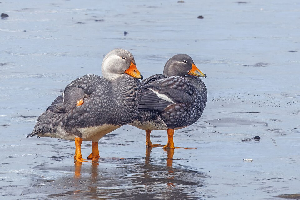 Fuegian Steamer Duck