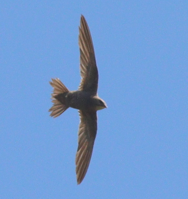 Mottled Swift