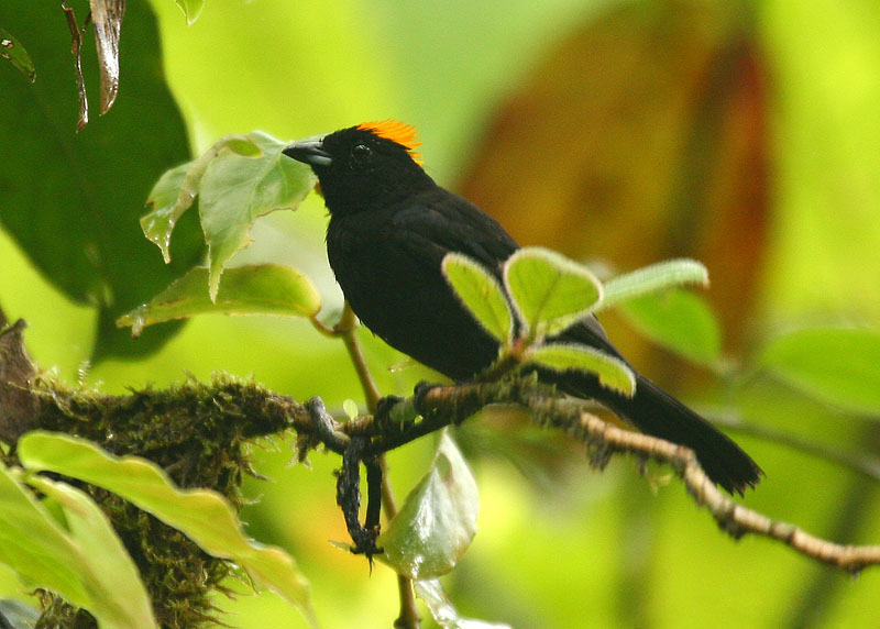 Tawny-crested Tanager