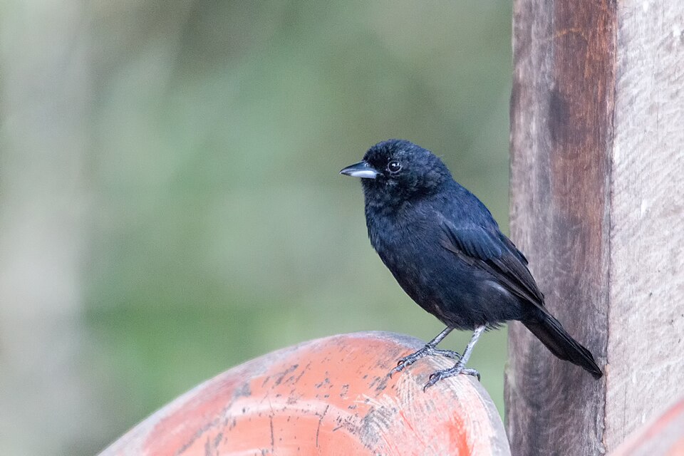 Red-shouldered Tanager