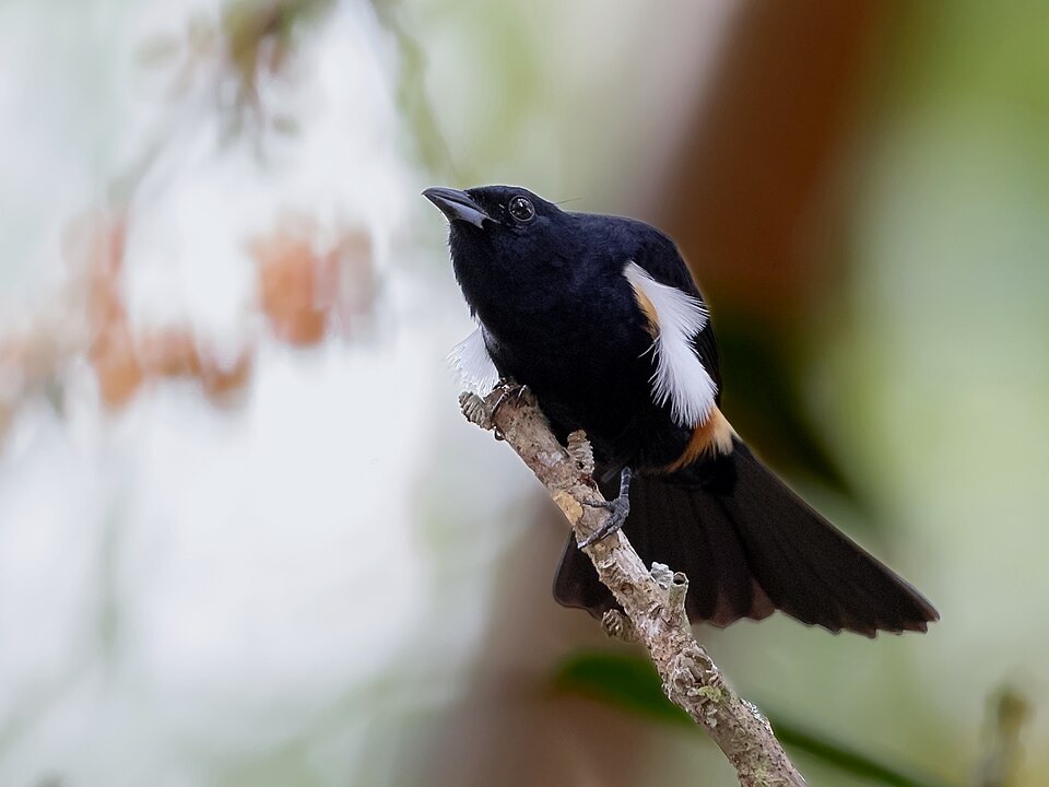 Fulvous-crested Tanager