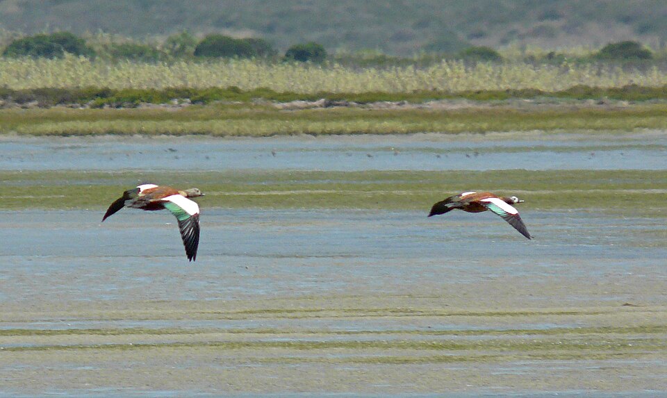South African Shelduck