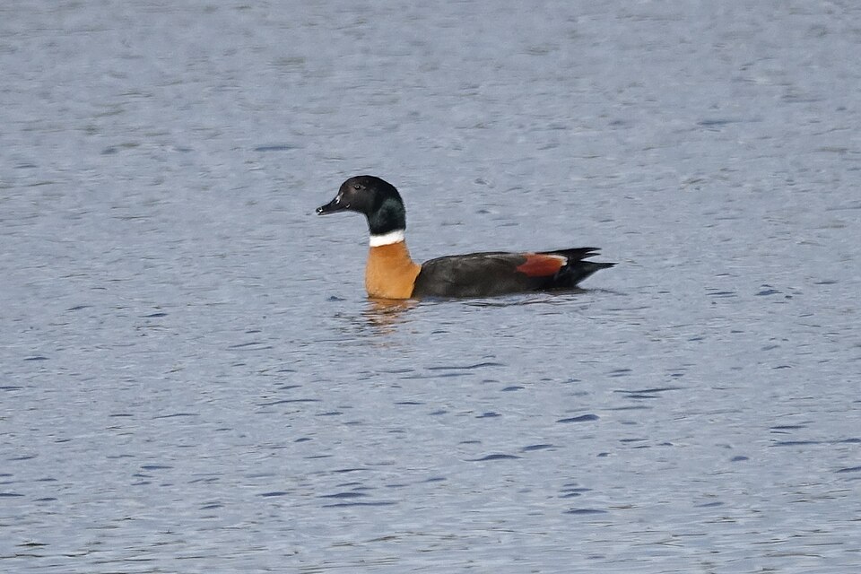 Australian Shelduck