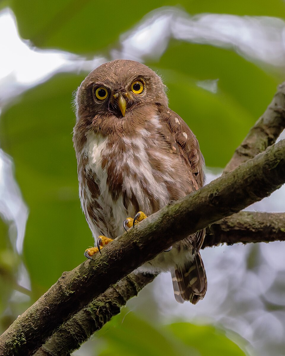Sunda Owlet