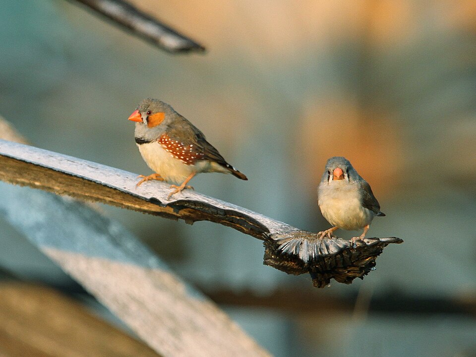 Zebra Finch