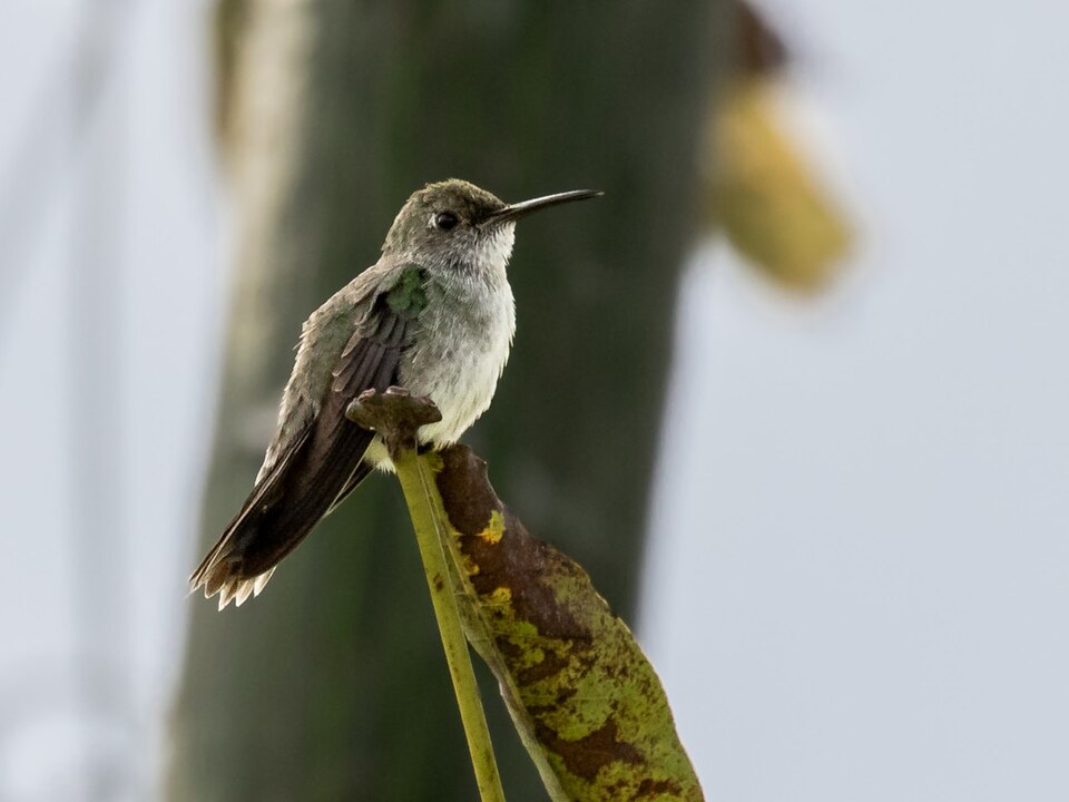 Olive-spotted Hummingbird