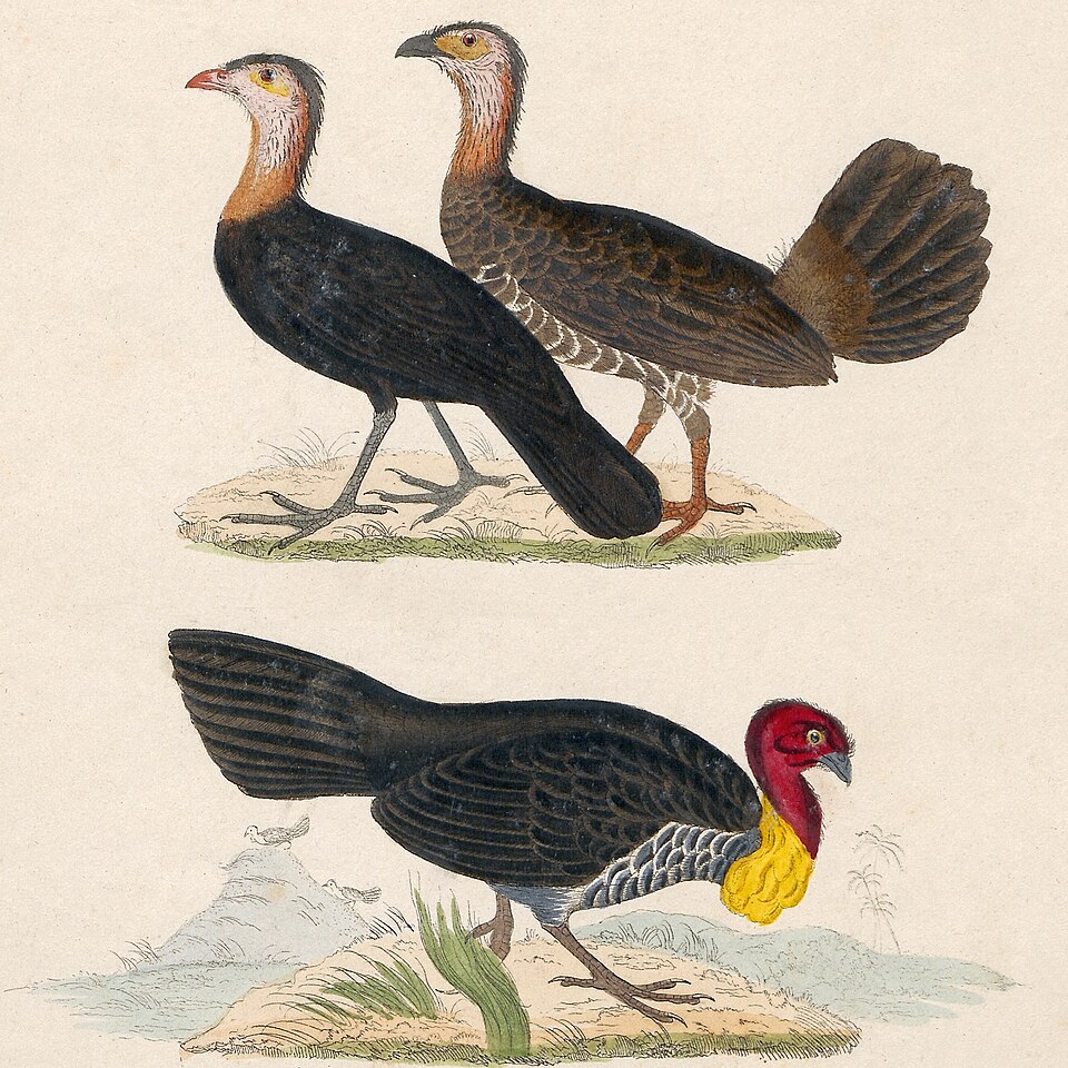 Red-billed Brushturkey