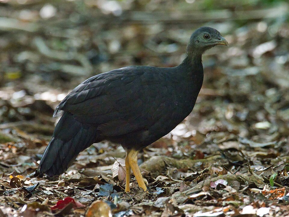 Black-billed Brushturkey