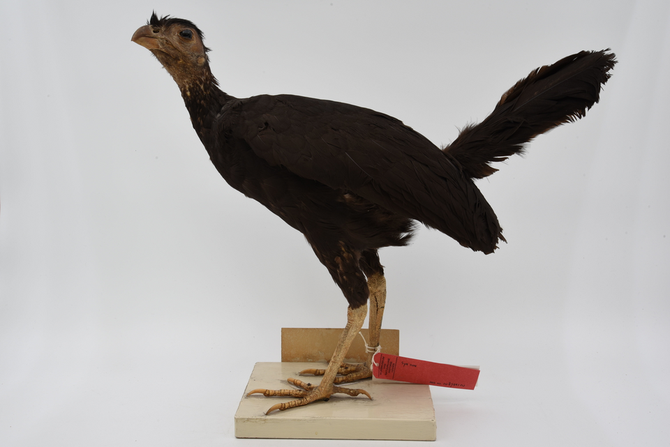 Collared Brushturkey