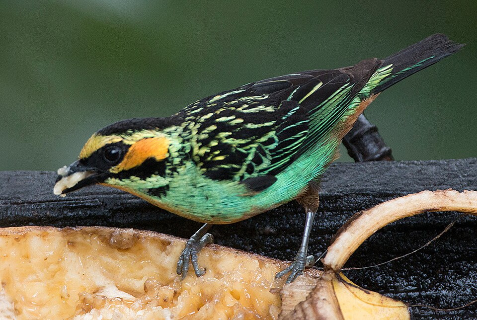 Golden-eared Tanager