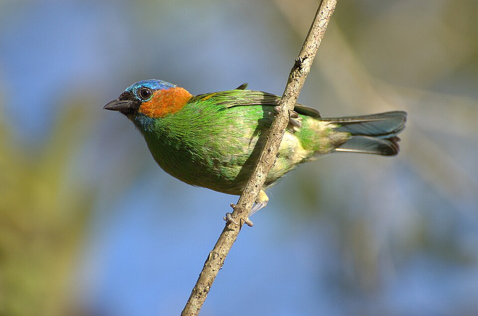 Red-necked Tanager