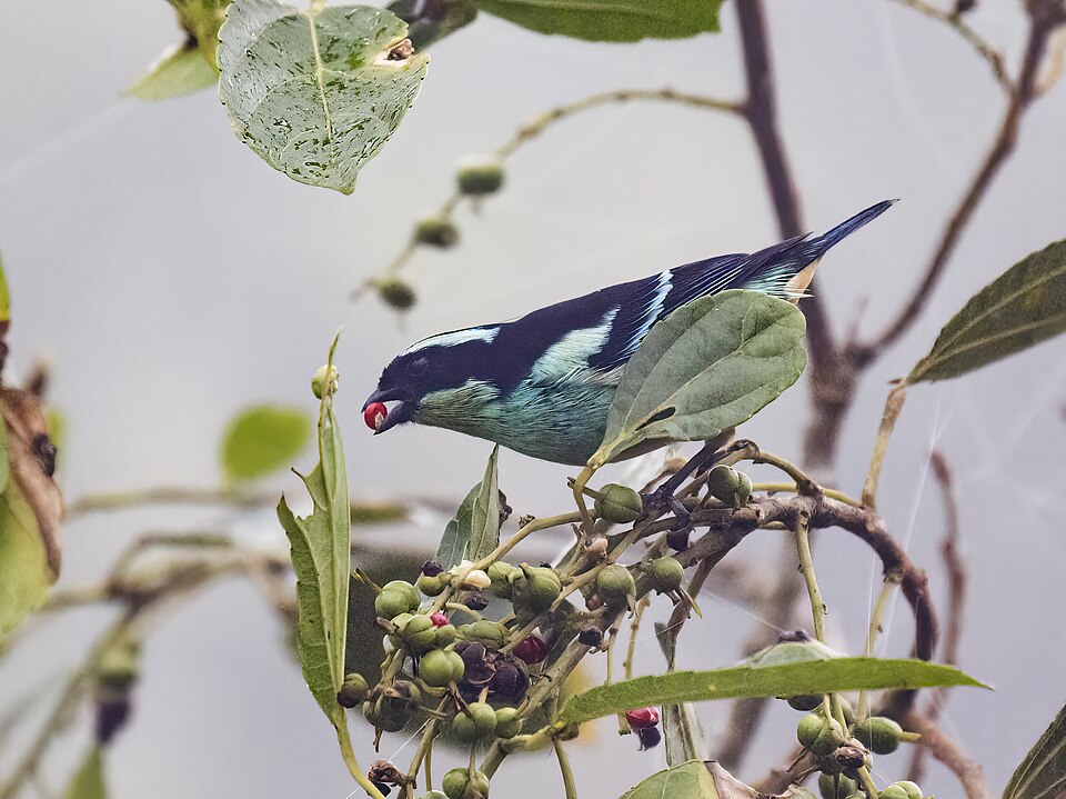Blue-browed Tanager