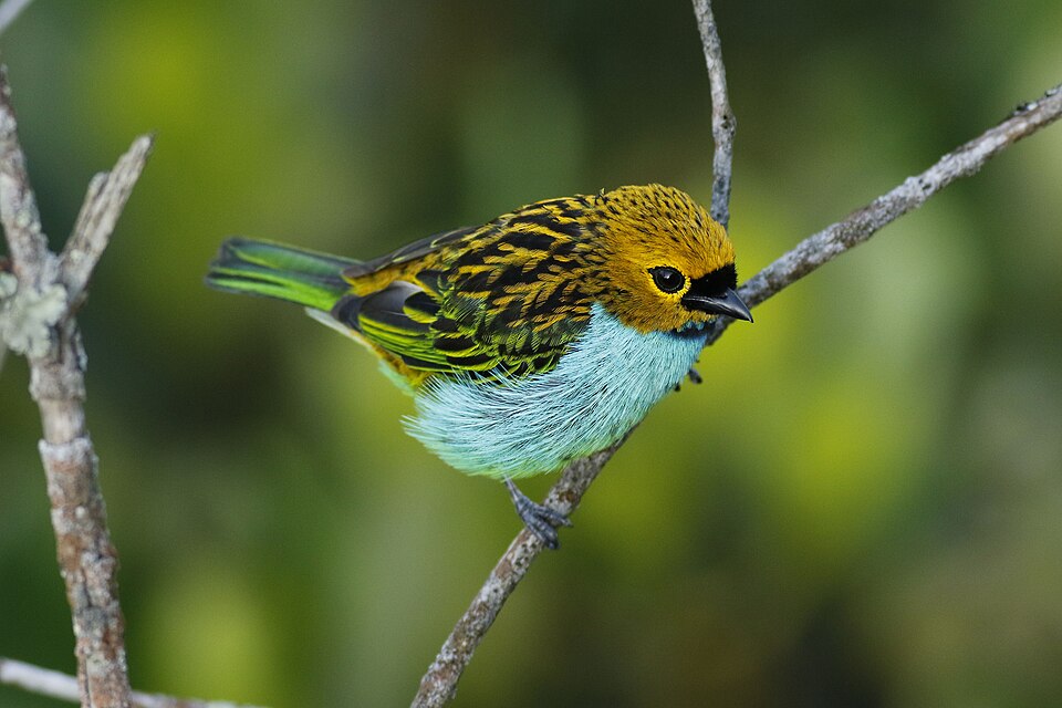 Gilt-edged Tanager