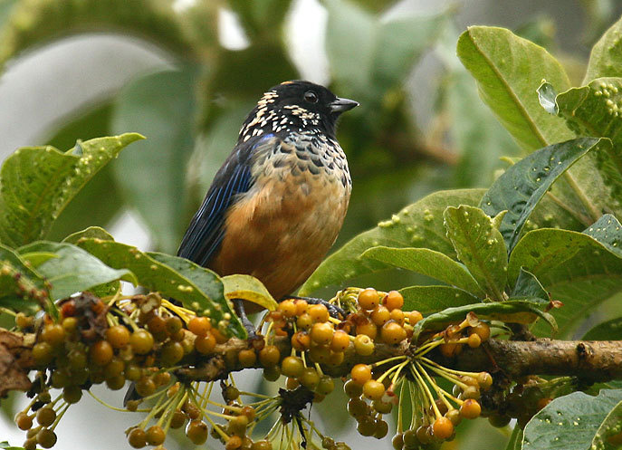 Spangle-cheeked Tanager