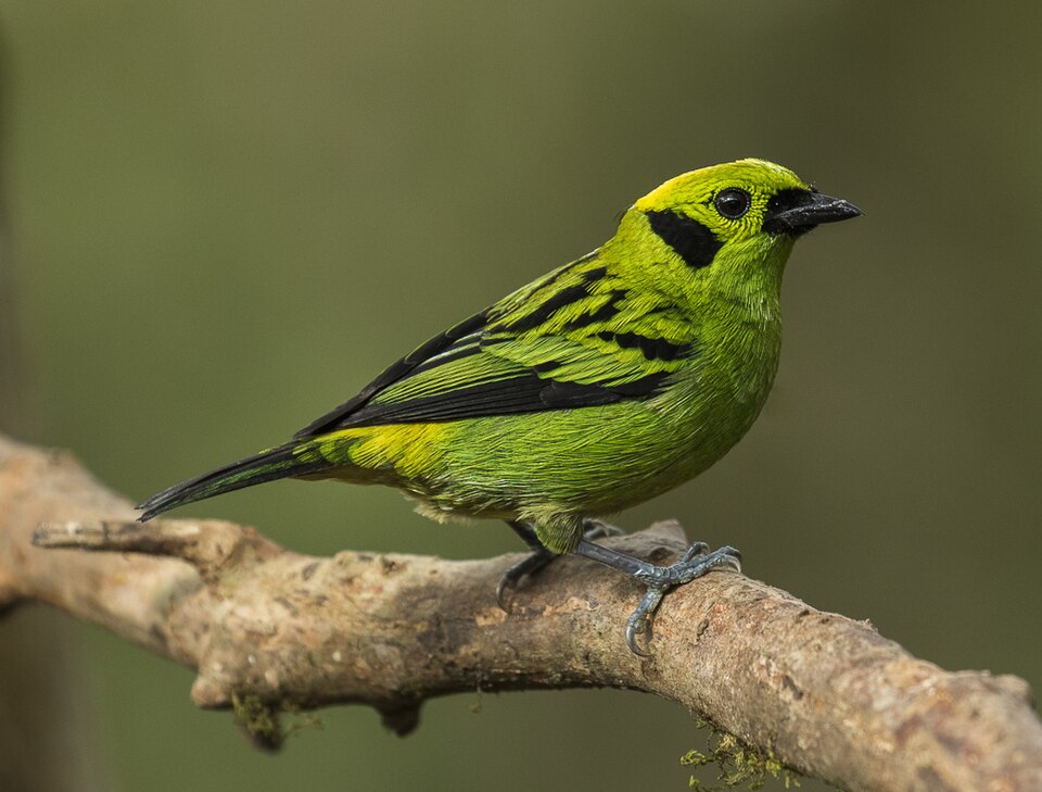 Emerald Tanager