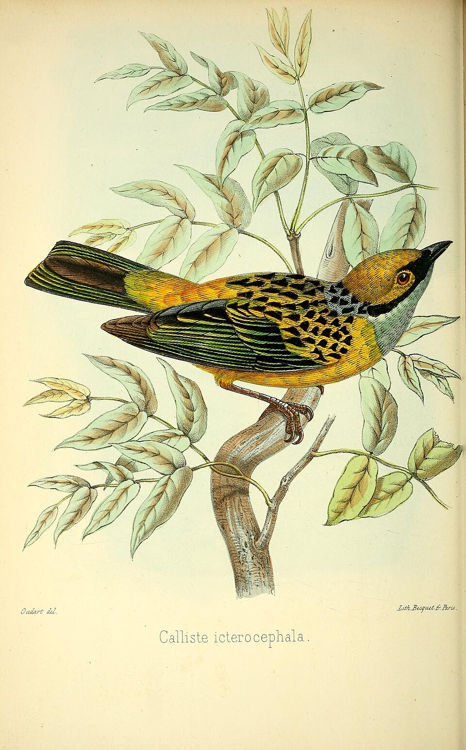 Silver-throated Tanager