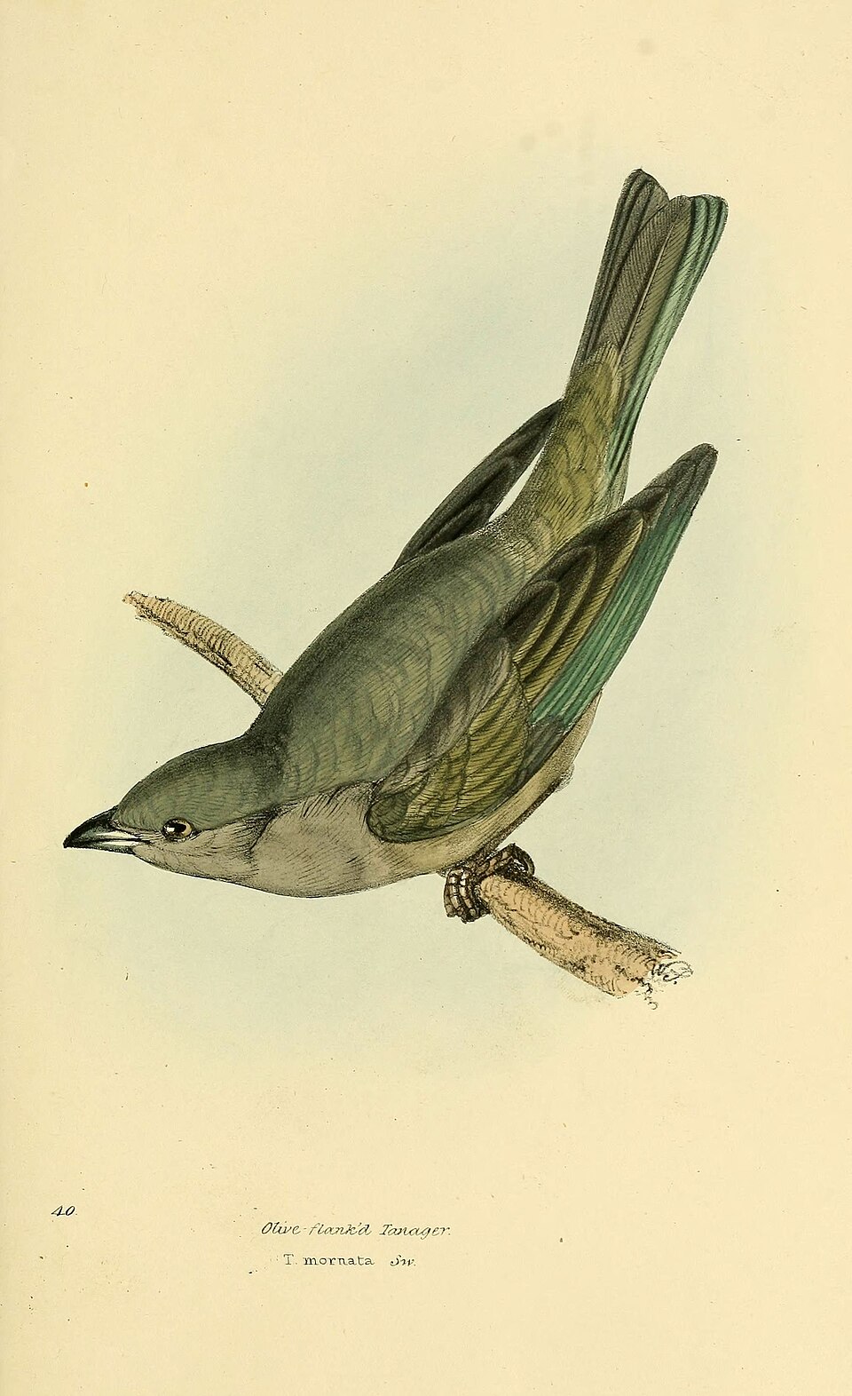 Plain-colored Tanager