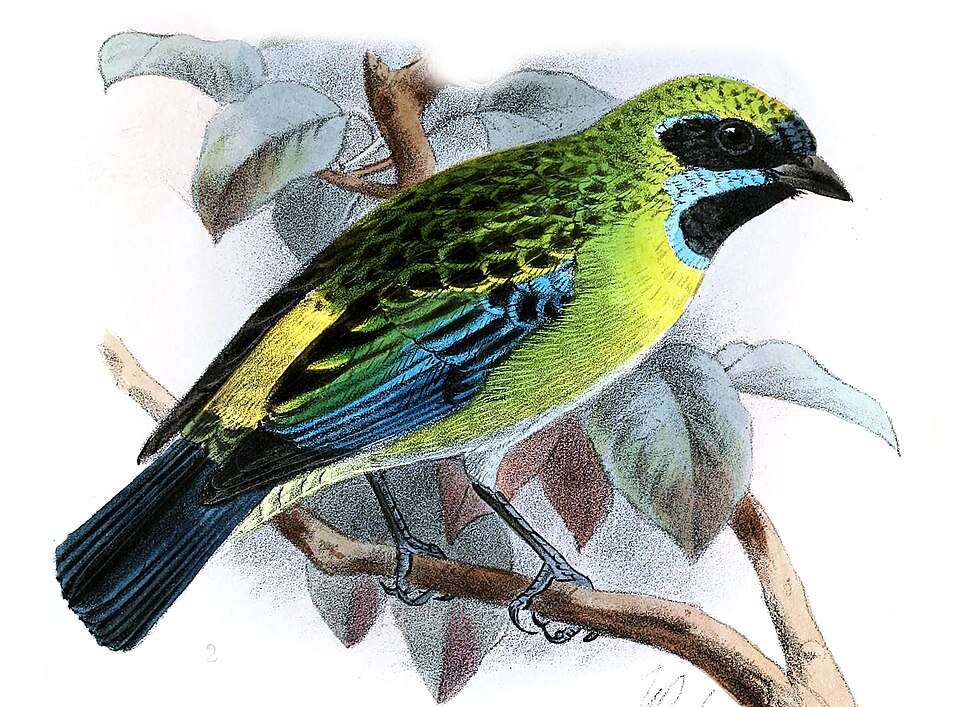 Blue-whiskered Tanager
