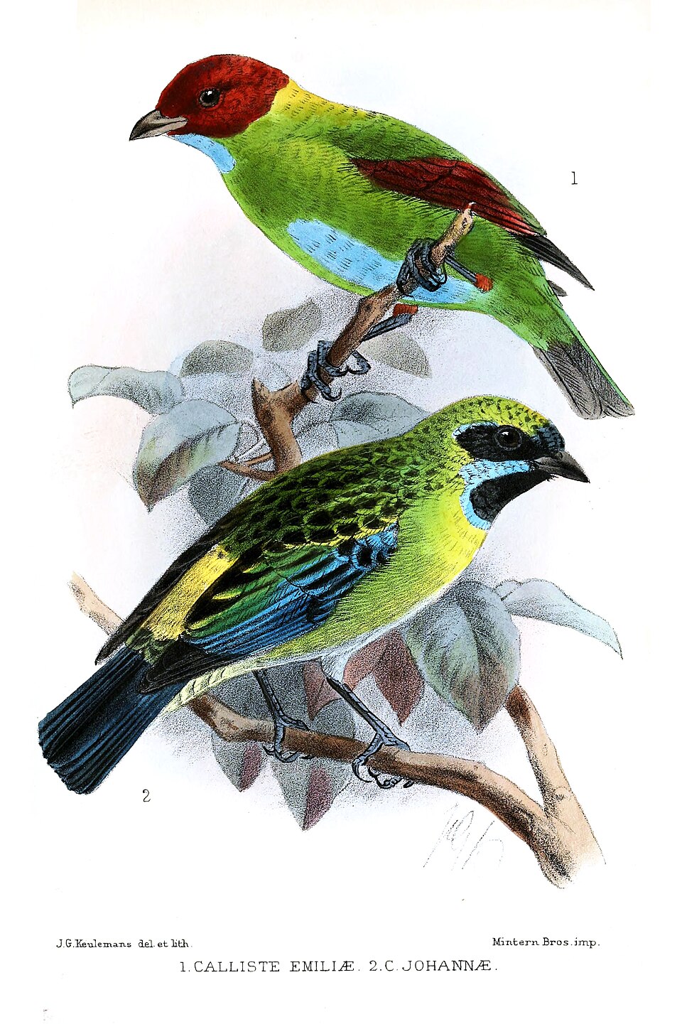 Rufous-winged Tanager